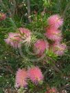 Callistemon Glasshouse Country