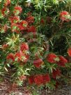 Callistemon Ngungun Red