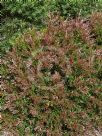 Callistemon Ngungun Red