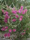 Callistemon Purple Splendour