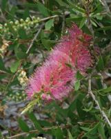 Callistemon Reeve's Pink