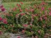 Callistemon Reeve's Pink