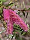 Callistemon Taree Pink