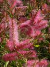 Callistemon Taree Pink