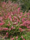 Callistemon Taree Pink