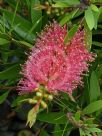 Callistemon Pink Alma