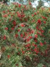 Callistemon viminalis Wild River