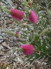 Callistemon Violaceus