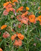 Erysimum Apricot Twist