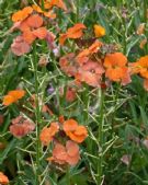 Erysimum Apricot Twist