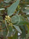 Eucalyptus goniantha notactites