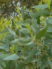 Eucalyptus goniantha notactites