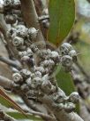 Eucalyptus goniantha notactites