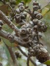 Eucalyptus goniantha notactites