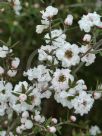 Leptospermum scoparium Pearl