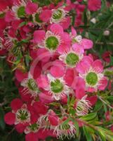 Leptospermum Outrageous