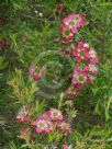 Leptospermum Outrageous