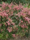 Leptospermum Outrageous