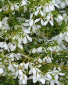 Tetratheca thymifolia (white)