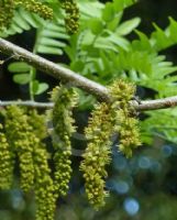 Gleditsia triacanthos inermis