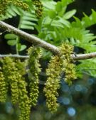 Gleditsia triacanthos inermis