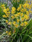 Anigozanthos Yellow Gem