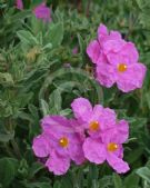 Cistus pulverulentus Sunset