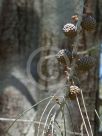 Allocasuarina huegeliana