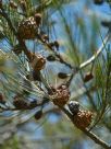 Allocasuarina emuina