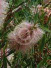 Callistemon phoeniceus Pastel Pink