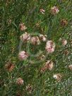 Callistemon phoeniceus Pastel Pink