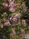 Callistemon Eastland