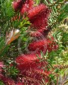 Callistemon Betka Beauty