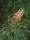 Grevillea Bulli Beauty