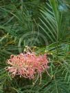 Grevillea Bulli Beauty