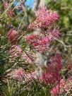 Grevillea Bulli Beauty