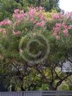 Grevillea Bulli Beauty