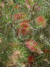 Callistemon Symon