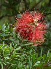 Callistemon recurvus