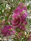 Callistemon pungens