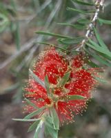 Callistemon Running River