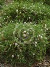 Melaleuca thymifolia Pink Lace