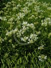 Agapanthus Snowstorm