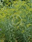 Bupleurum salicifolium aciphyllum