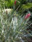 Aechmea distichantha