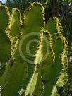 Euphorbia cooperi