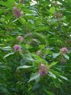 Callicarpa longifolia