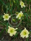 Hemerocallis Lauren Leah