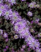 Drosanthemum floribundum