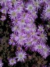 Drosanthemum floribundum